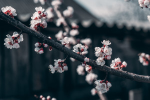 历史性一刻！梅西圆梦世界杯，金靴与大力神杯双丰收！